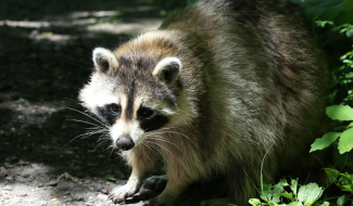A raccoon link to Animal Bites page