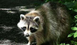 A raccoon link to Animal Bites page