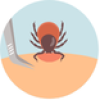 Removing a tick: Step 1