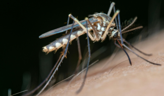 Mosquito link to Mosquitoes and Ticks page