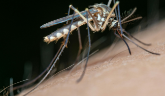 Mosquito link to Mosquitoes and Ticks page